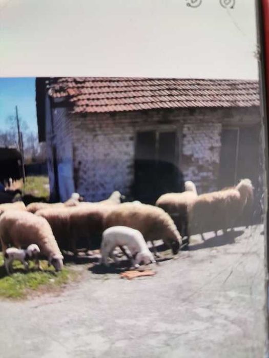 Продавам овце ! Марешки вакли
