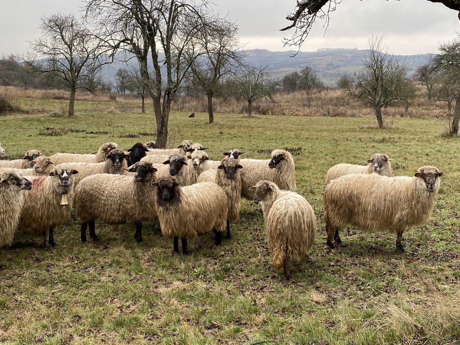 Oi Turcana de vanzare