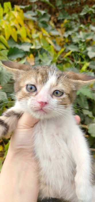 Отдам котёнка в добрые руки — мальчик, ласковый и игривый!