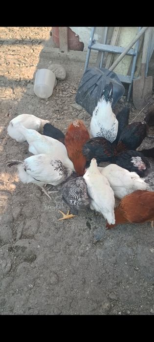 Desfintare crescătorie raseAustrolop, Marans,Bress, Araucana , Wiandot