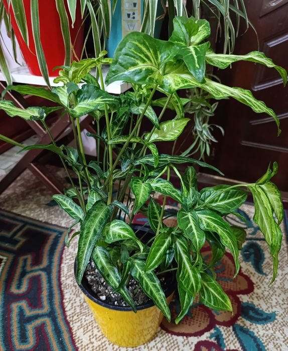 Продаётся сингониум