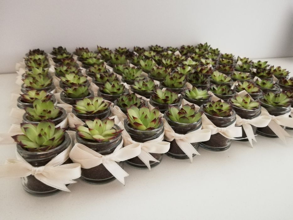 Marturii cu plante suculente