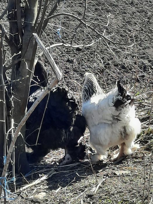 Vând cocoșei americani !