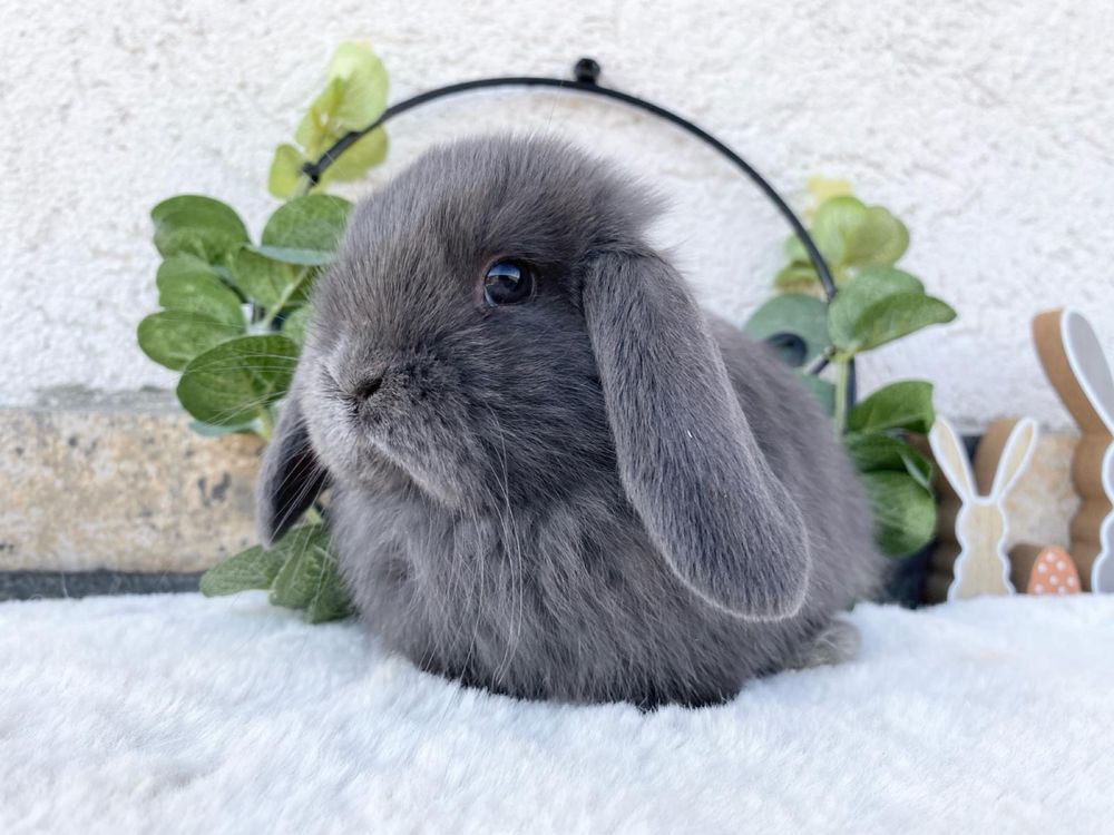 Iepuri pitici de companie berbec pitic/mini lop/holland lop