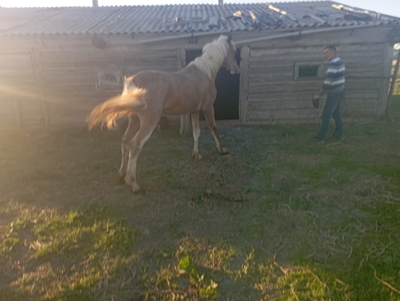 Құнан 3 жасар сатылады