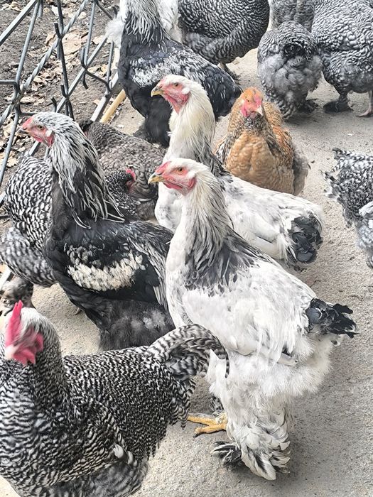 Петушки брама 6-7 месяцев