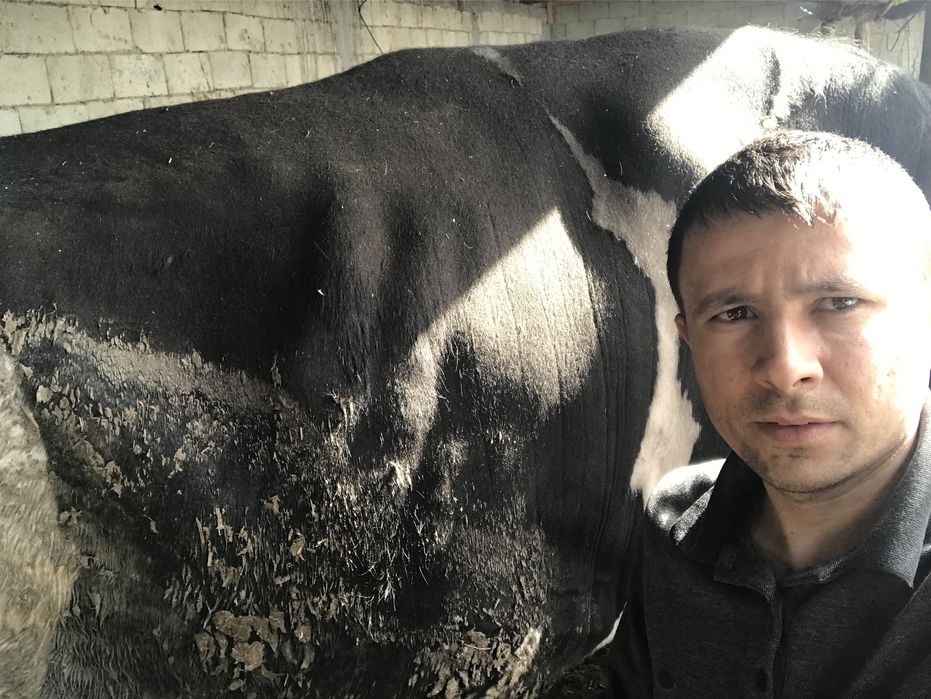 Galanski zodor buqa sotiladi 1 tonalik