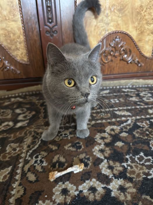 Продается Британская короткошерстная кошка