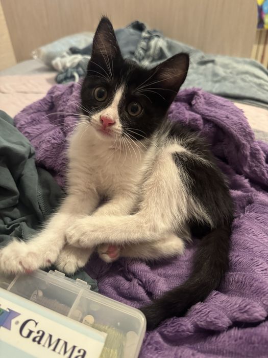 Очень активный котенок ищет дом