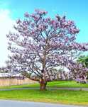 Paulownia arborele prințesei