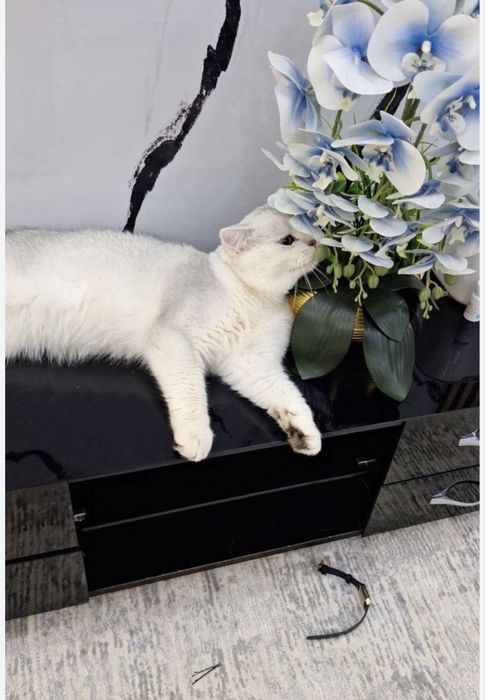 «СОТИЛМИДИ» Принц в серебристом шубке ждёт кошек на свиданю