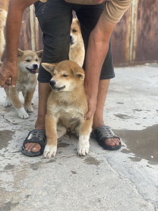 Продаются щенки Акита-ину!!!