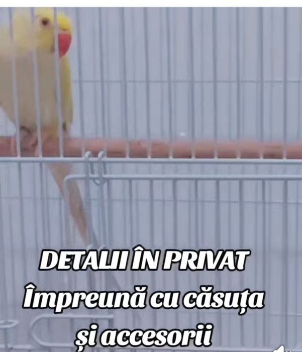 Vand alexandru mare și mic blânzi  și gata  educați