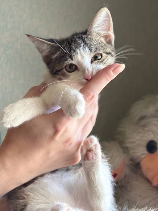 Спасённые котята, ищут дом