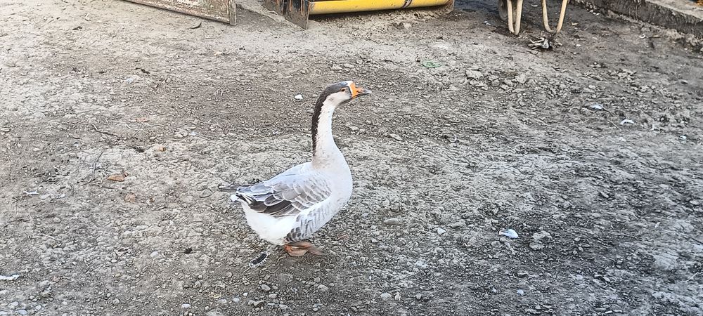 Vand gâscan 80 de lei