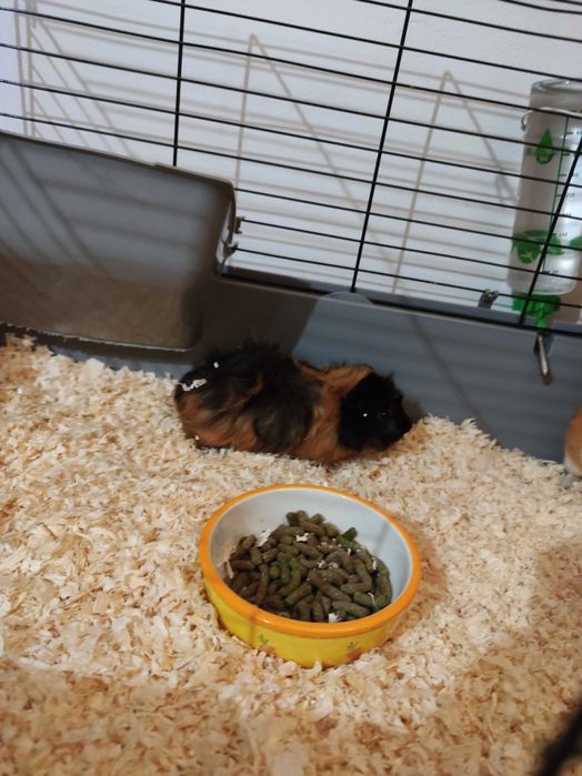 Vând pereche porcușori guineea