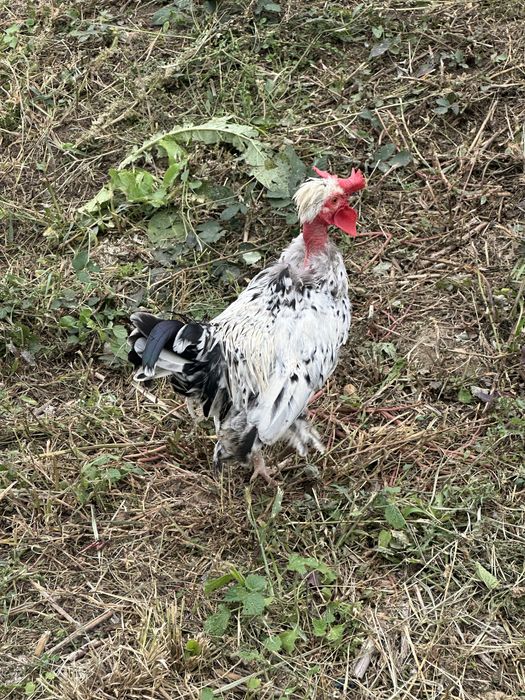 Vand 2 cocosi pitici iopan , 6 luni