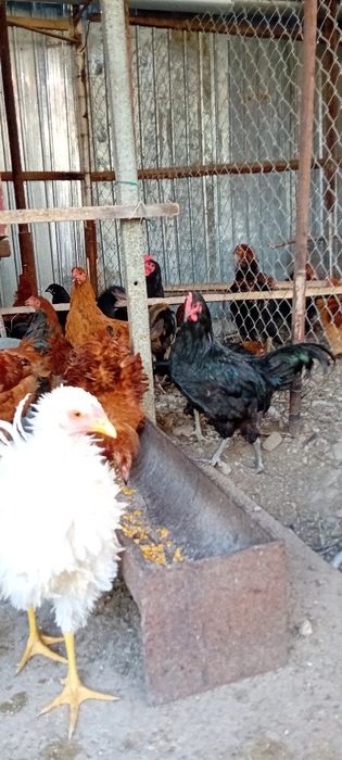 Cocosi austrolop si cocosi frezati