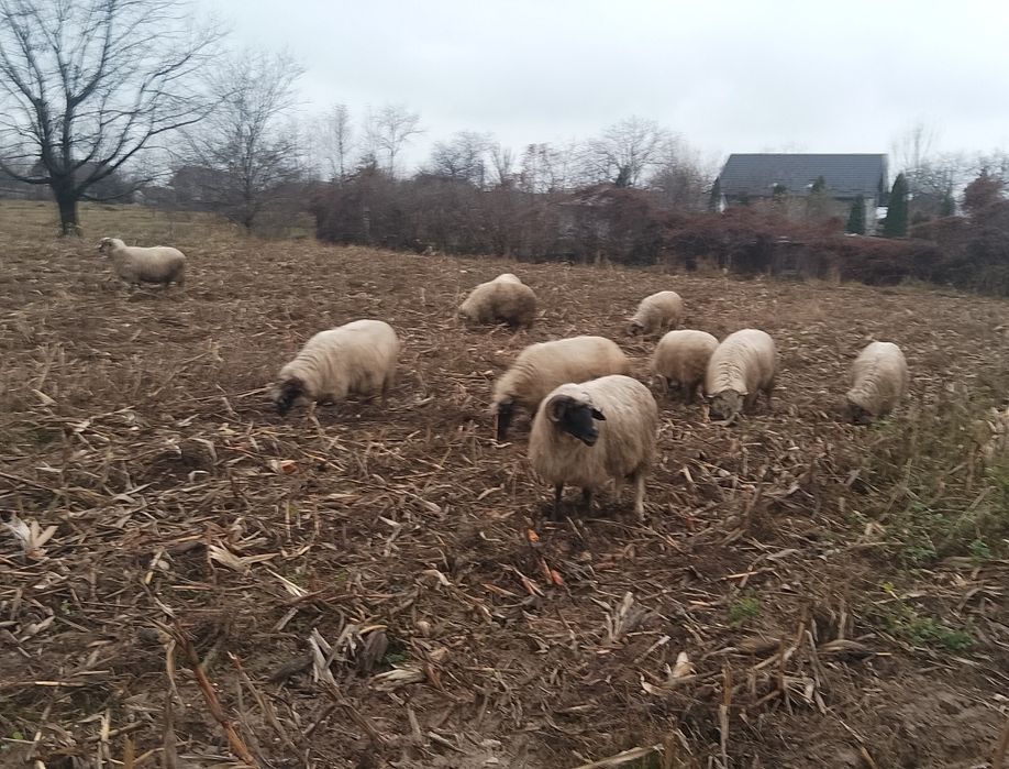 Vând oi, 10 oi și 1 berbec breaz!