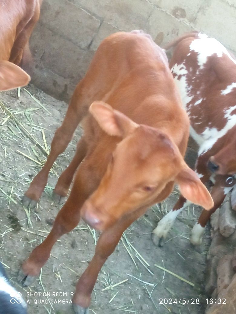 Ona bola sigir sotiladi bolasi buqa