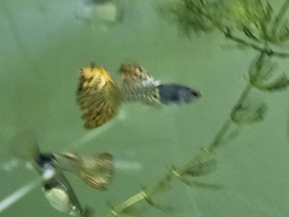 Guppy din linii alese