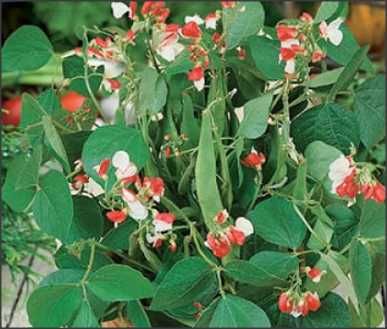 Runner Bean-(Dwarf) Hestia -50Fasole de teci, cu flori comestibile