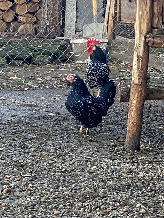 Găinușe de vînzare