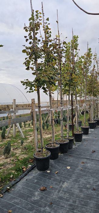 Mesteacan Artar Castan Salbatic Artar Norvegian Fag Arbore de fier etc