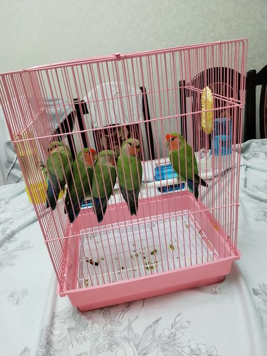 Попугаи Неразлучники