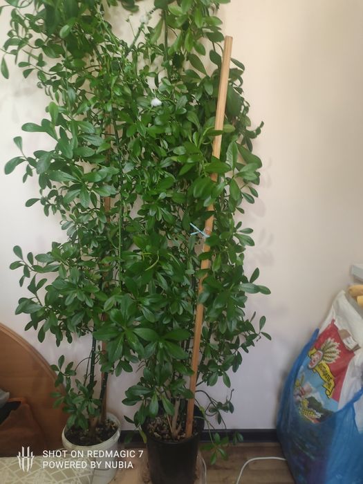 Продам домашний цветок