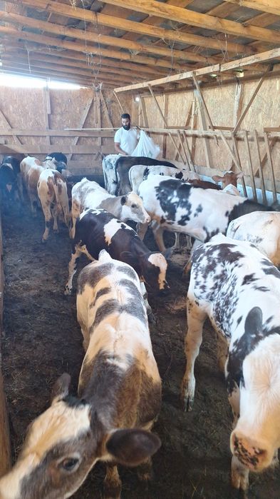 Aduc viței pe comandă!!