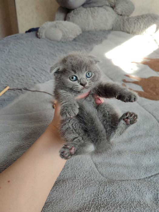 Продается котенок скоттиш фолд