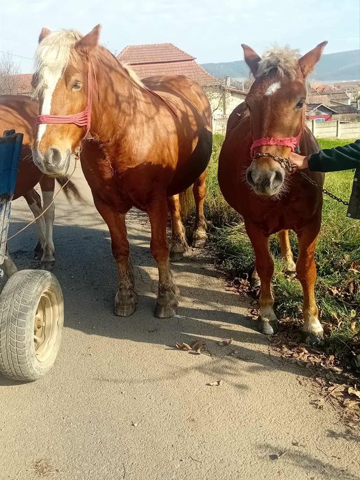 Mânză de 9 luni semi grea