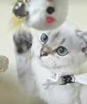 British shorthair cu pedigree