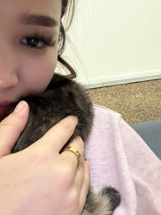 Котенок, 2 месяца, бесплатно