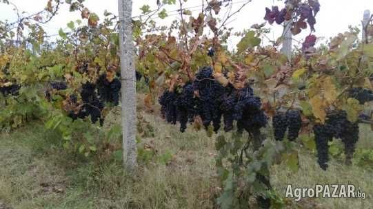 Продавам грозде за вино
