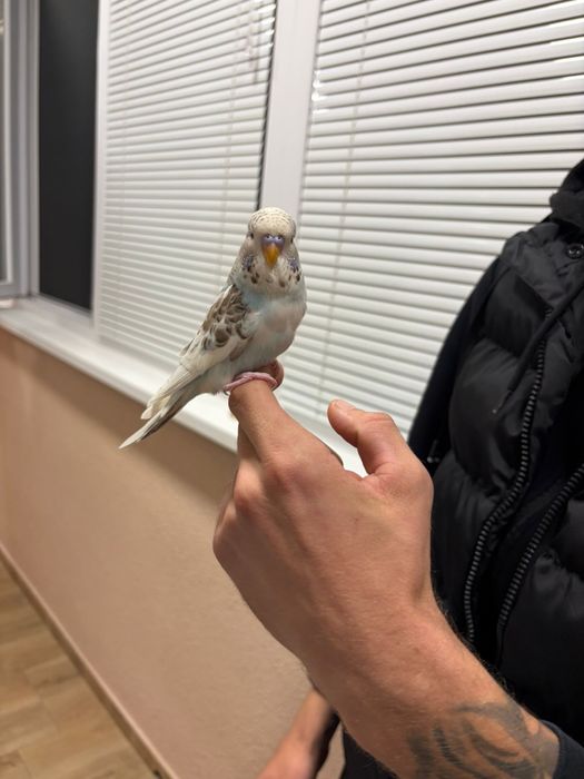 Двойка социални вълнисти папагали