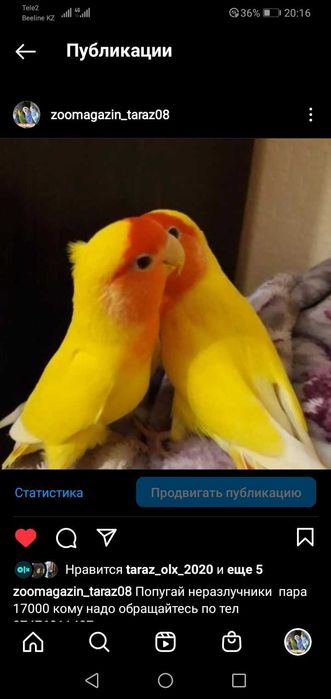 Продажа неразлучники попугай