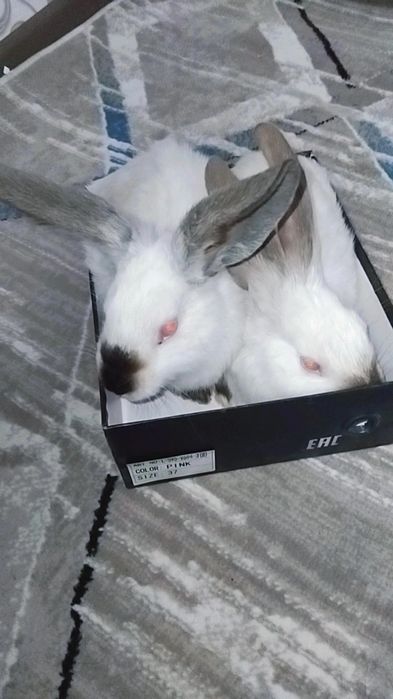 Kaliforniya zotli quyonla sotiladi 2 oylikdan o‘ti