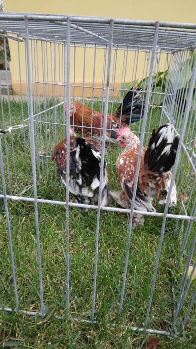 Cocosi mii de flori, 2025