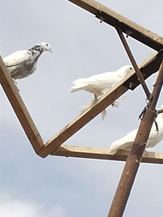 Kabutarlar to'y va marosimlar uchun