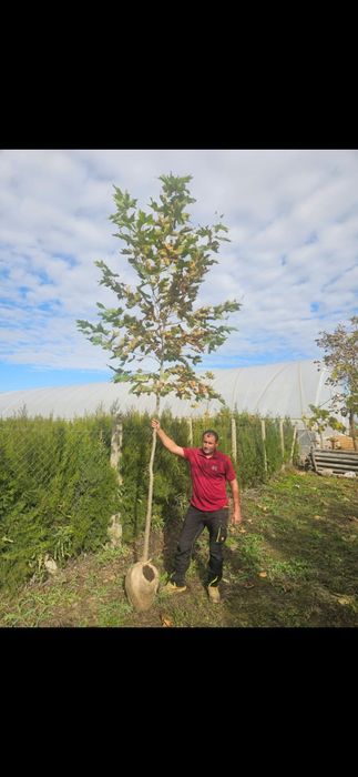 Vând plante ornametale