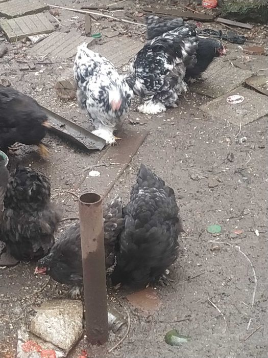 Кохин черен ,син и мраморен