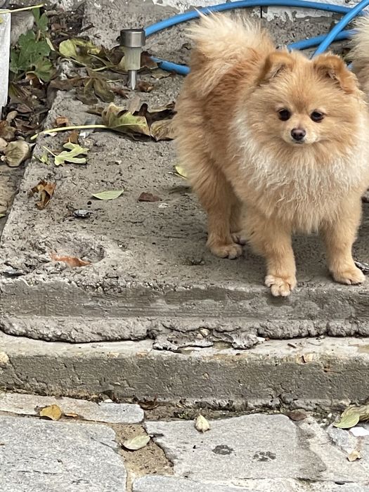 Кучета померани и много игриви