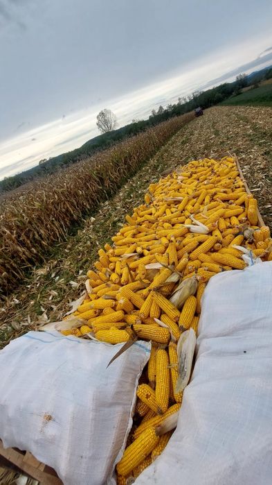 Vând porumb stiulete