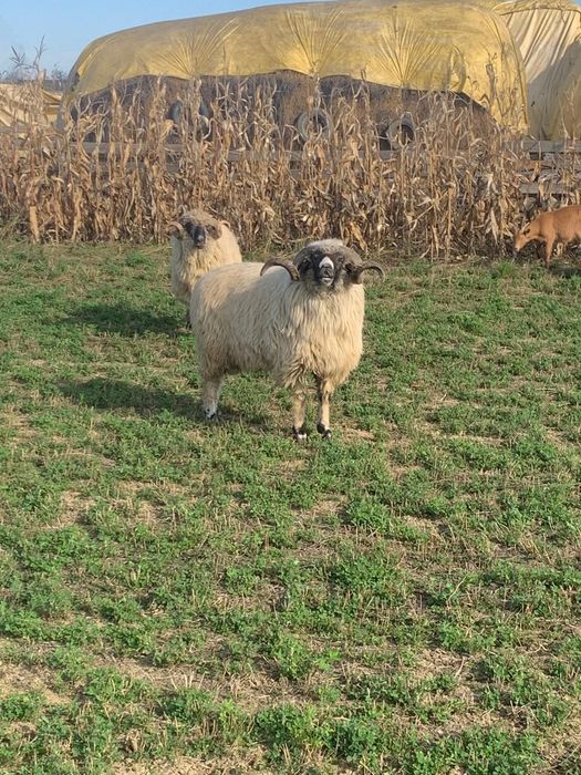 Vînd berbec mare al doilea mel