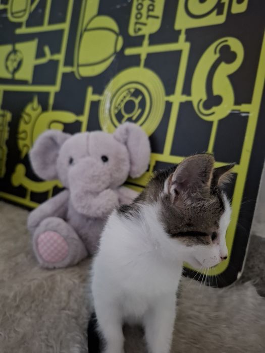 Много сладко 1,5 месечно мъжко котенце