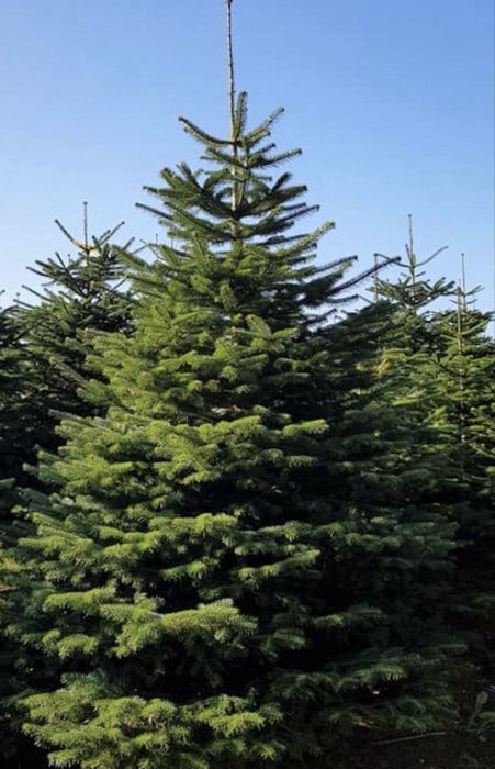 Vand brazi crescuti la ghiveci