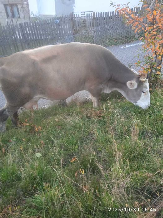 Vaca de lapte de 5 ani - 5500 ron