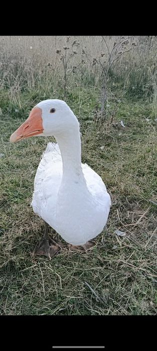 Гуси домашние Линда